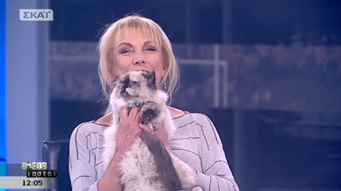 H Πιπιλή και η γάτα... Ιμαλαΐων