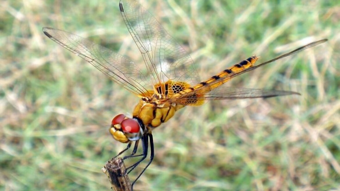 «Βασίλισσα» των μεγάλων μεταναστεύσεων η λιβελούλα