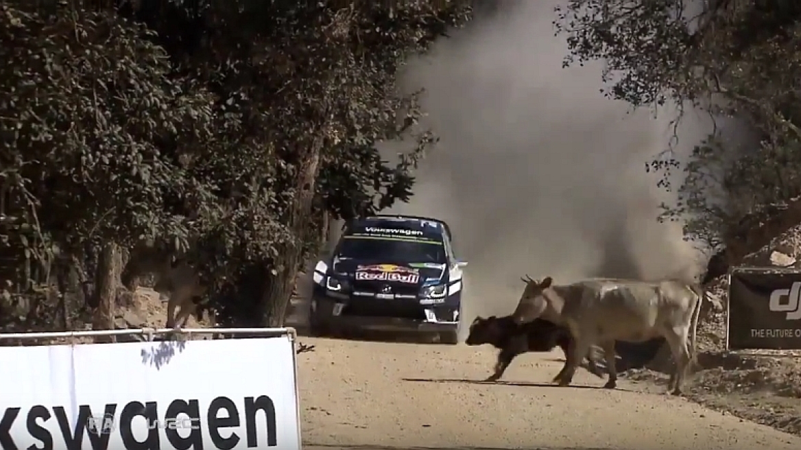 Video: Απίστευτο το πως γλίτωσε τις αγελάδες...