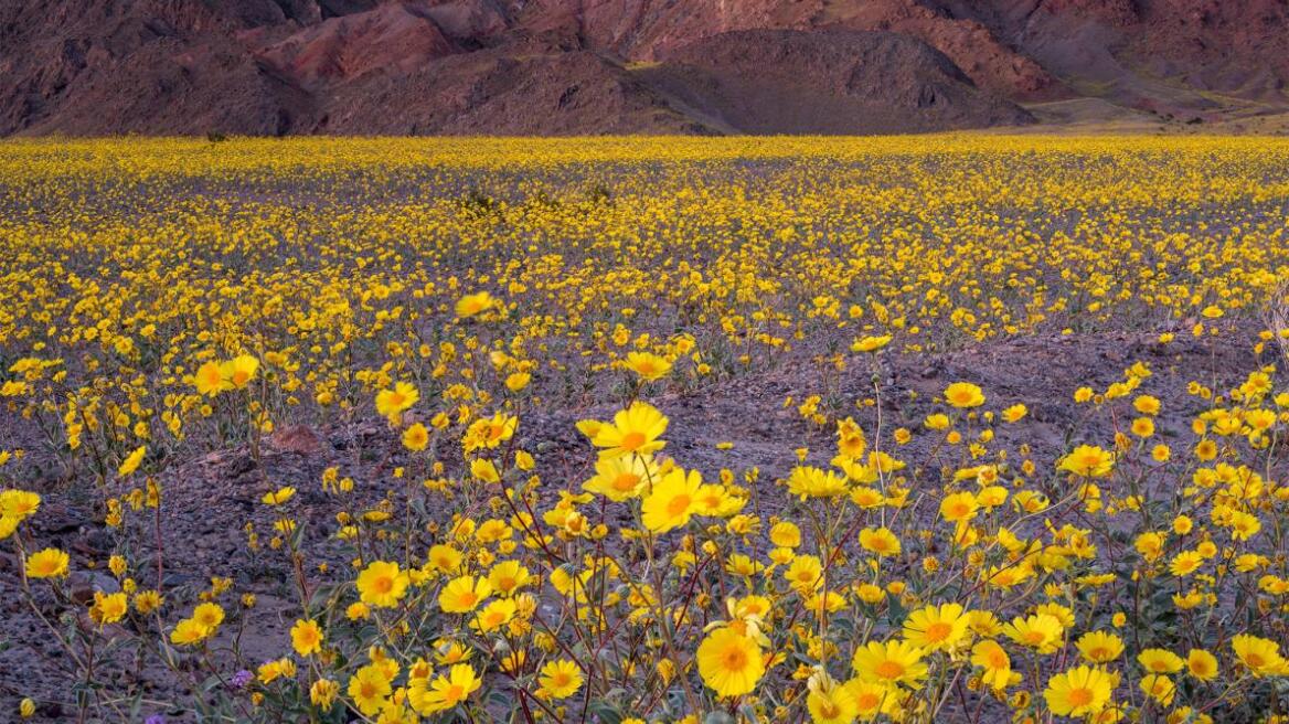 Death Valley is alive again (pics)
