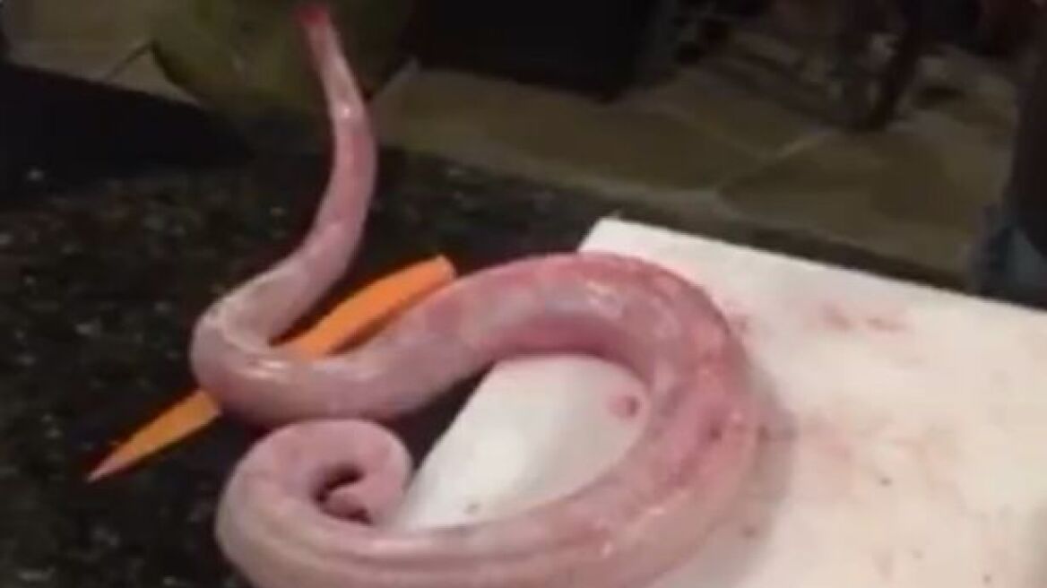 Headless snake attacks chef! (scary video)