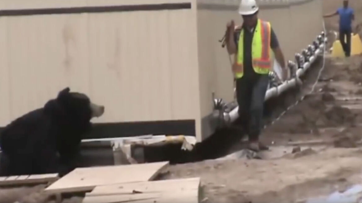 Βίντεο: Άντρας ντύθηκε αρκούδα για να τρομάξει συνάδελφό του και... τα κατάφερε