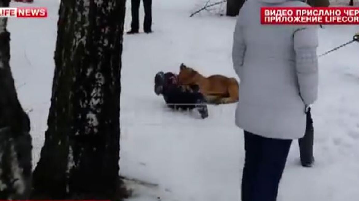 Τρόμος από την επίθεση μικρού λιονταριού σε αγοράκι