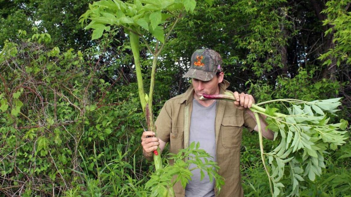 Bad news for vegetarians, as study shows plants sense pain when being eaten
