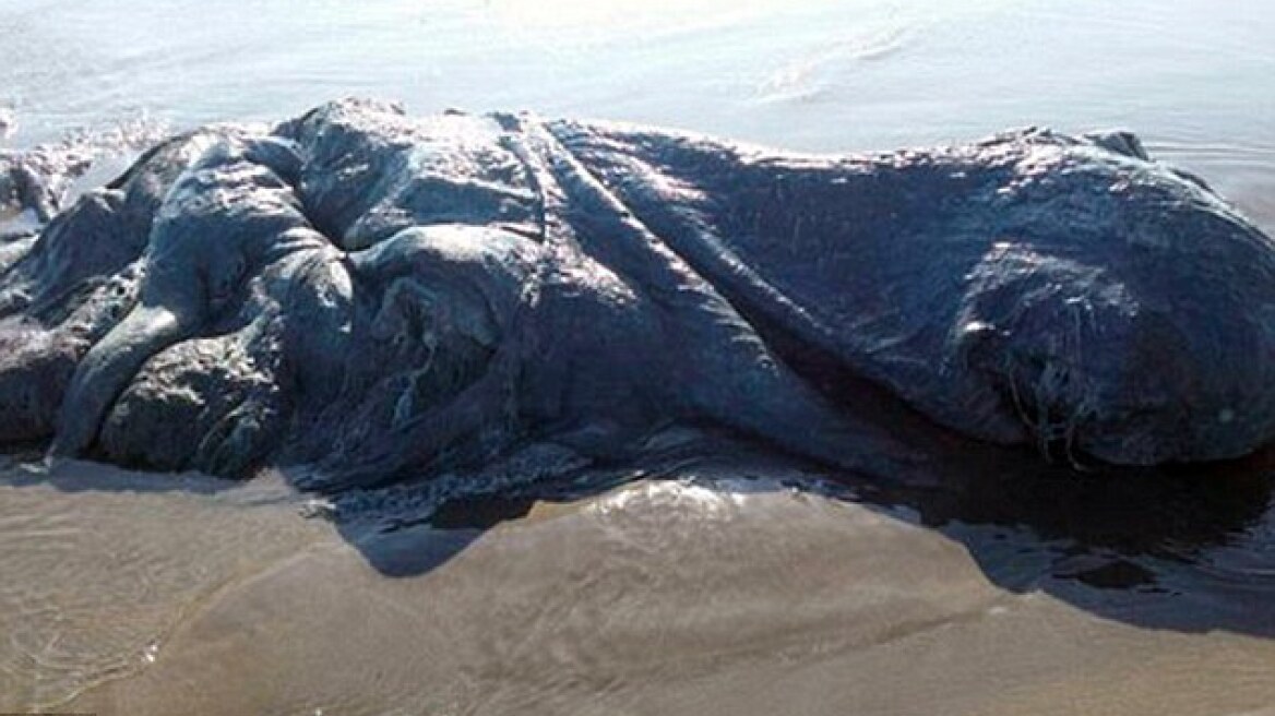 Huge creature washed up on Mexico beach baffles experts (pics+vid)