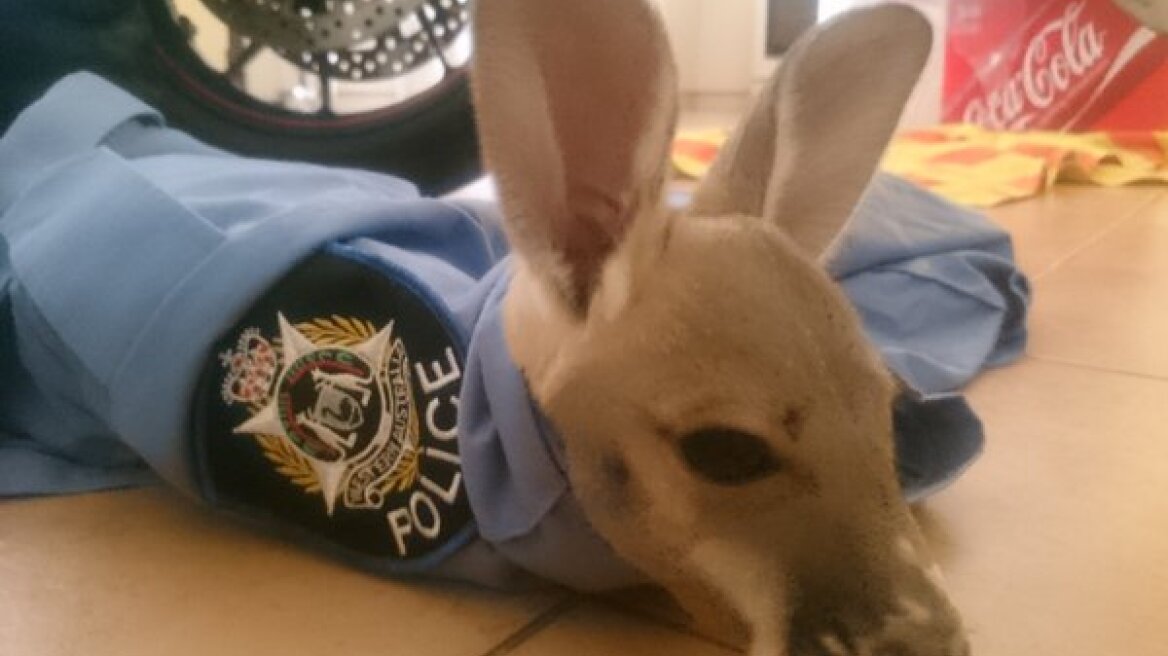 Βίντεο: Ορφανό καγκουρό νομίζει ότι ο αστυνομικός που το μεγαλώνει είναι η μαμά του
