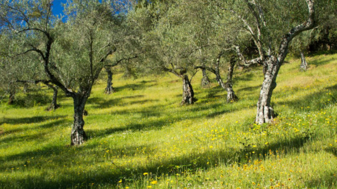 Mεταφύτευση 62 ελαιοδένδρων στο Περιστέρι