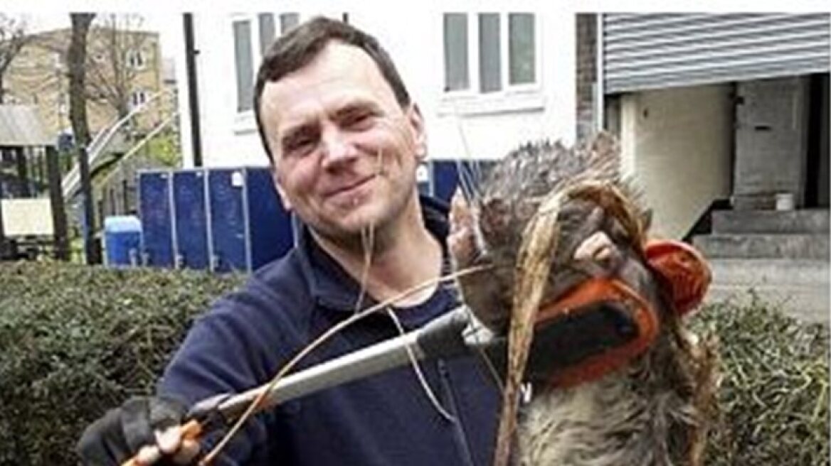 Giant 1.20m rat! (photo)