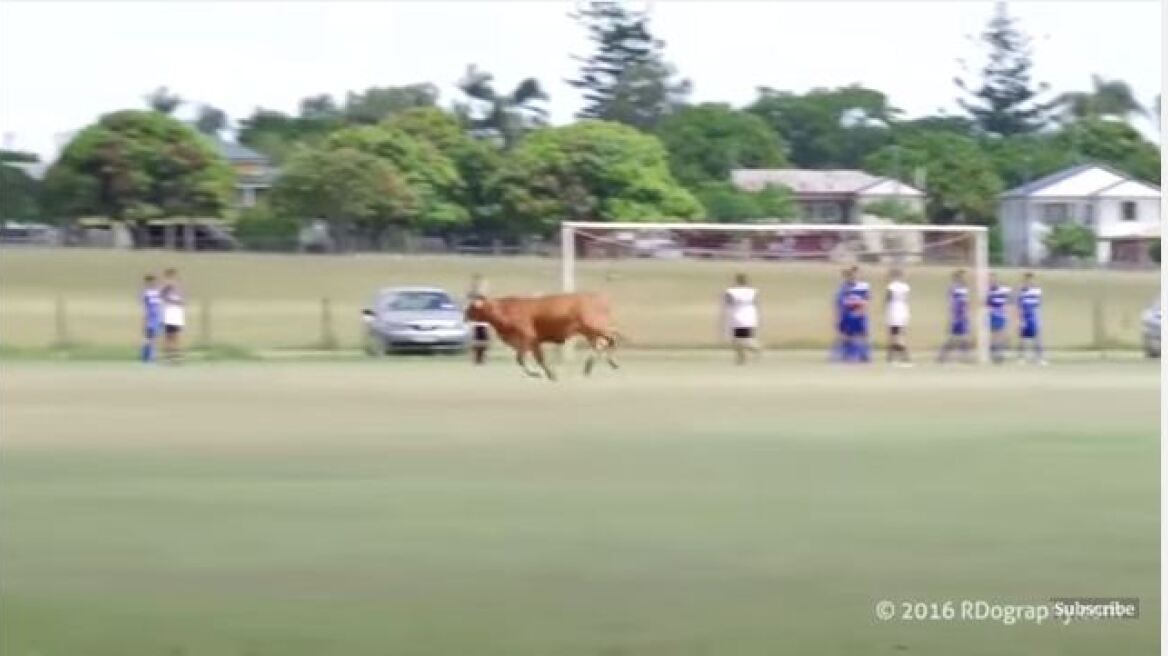 Βίντεο: Ταύρος εισέβαλε σε γήπεδο που έπαιζαν παιδιά!