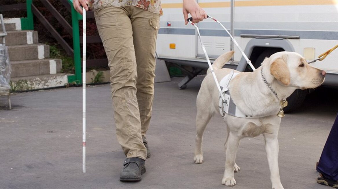 Τυφλοί «βλέπουν» τη ζώη μέσα από τα μάτια των σκύλων οδηγών τους
