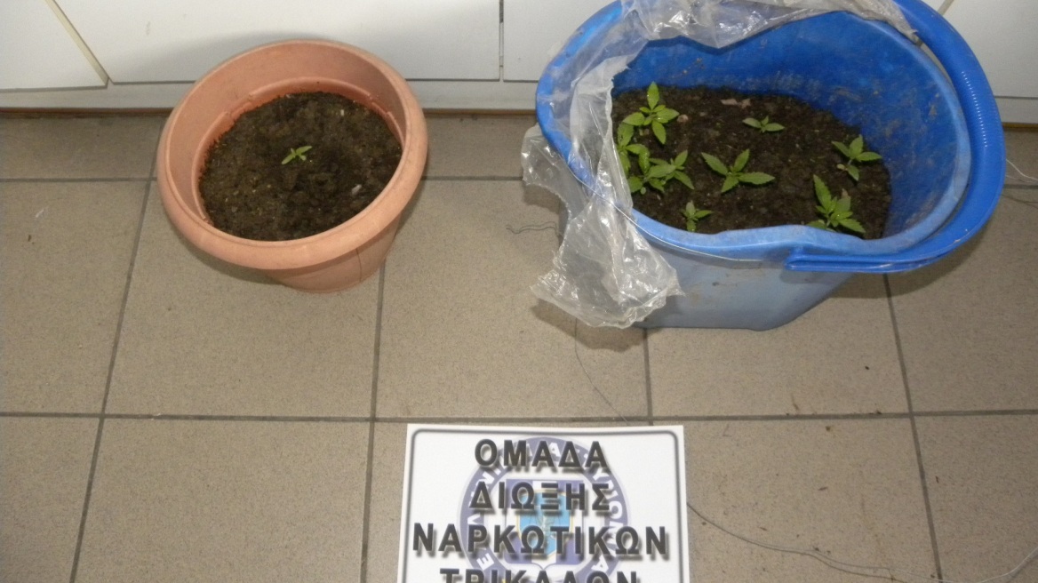Μίνι χασισοφυτεία στην αυλή σπιτιού στα Τρίκαλα