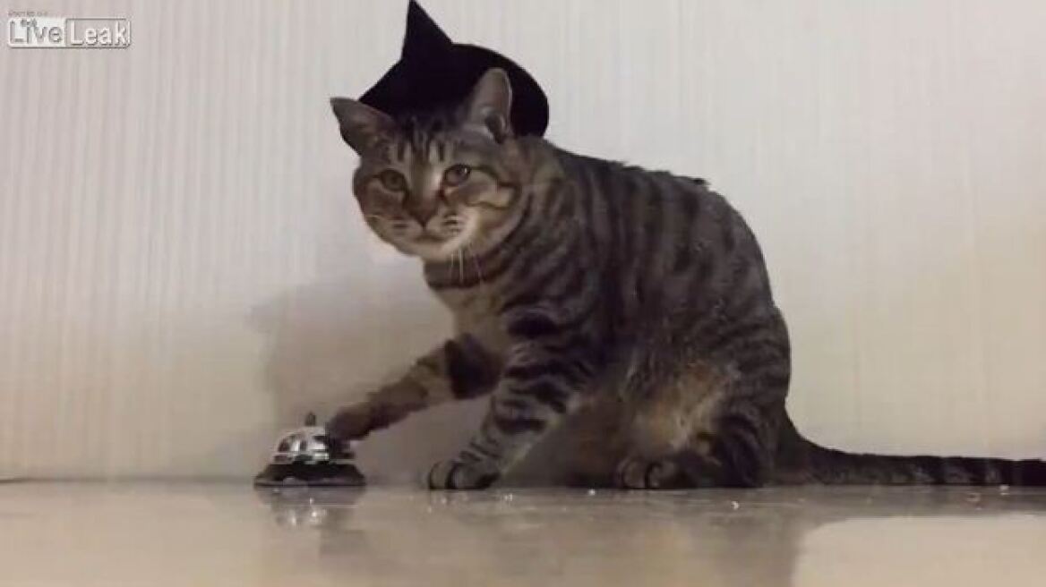 Χαριτωμένο  βίντεο: Δείτε την... γάτα του Παβλόφ