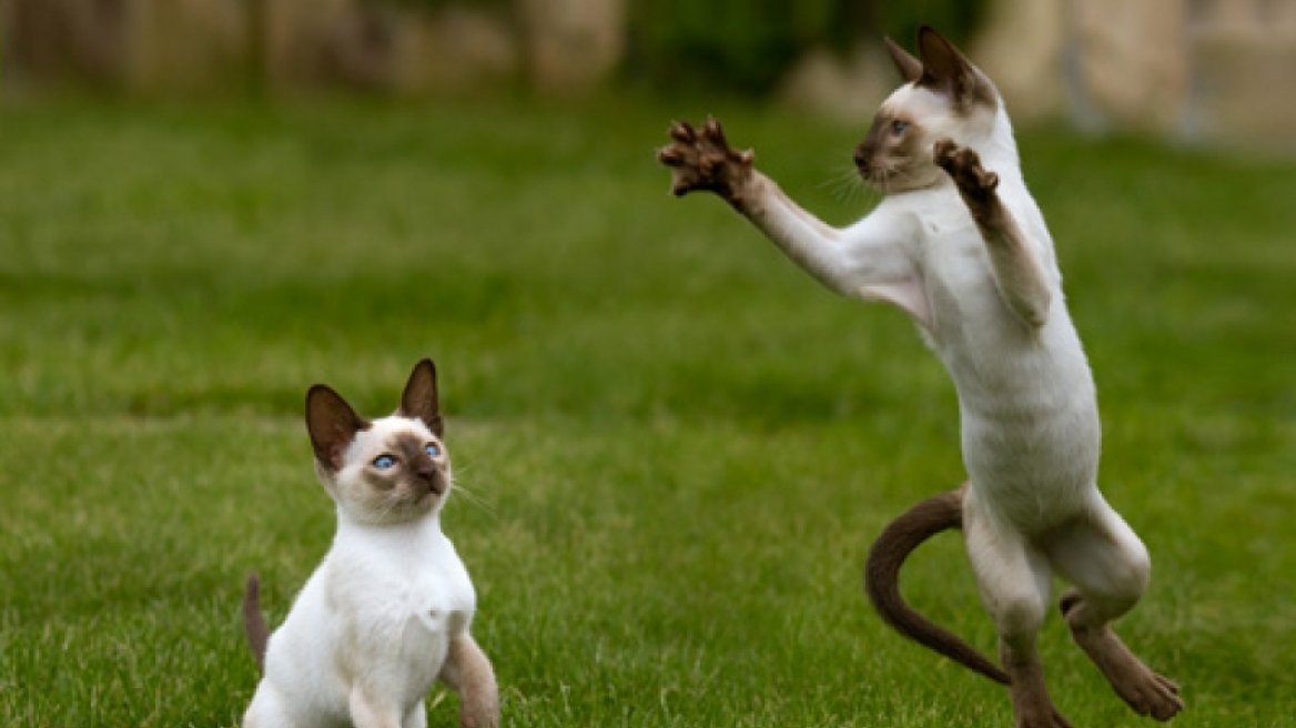 Οταν τα ζώα επαναστατούν στα «βασανιστήρια» των ανθρώπων