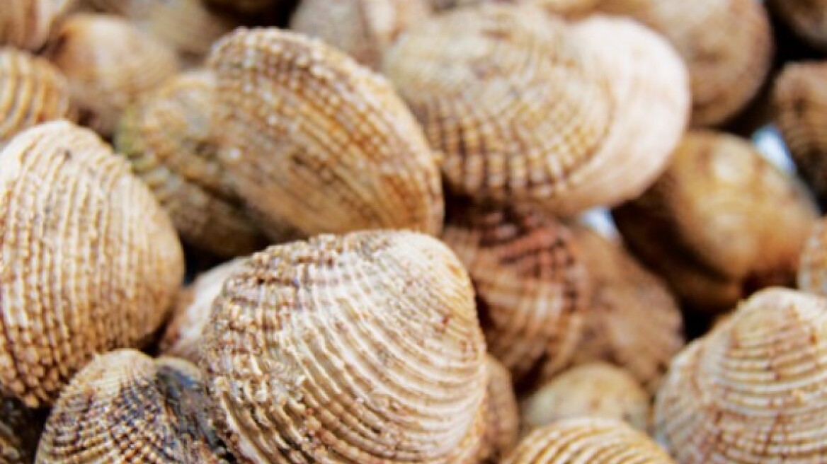 Τα όστρακα σε πρώτο πλάνο