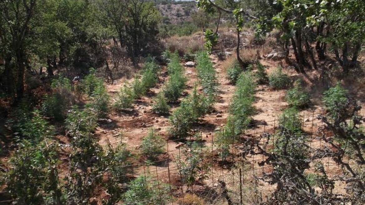 Ρέθυμνο: Χασισοκαλλιεργητές διέφευγαν τη σύλληψη για 1,5 χρόνο