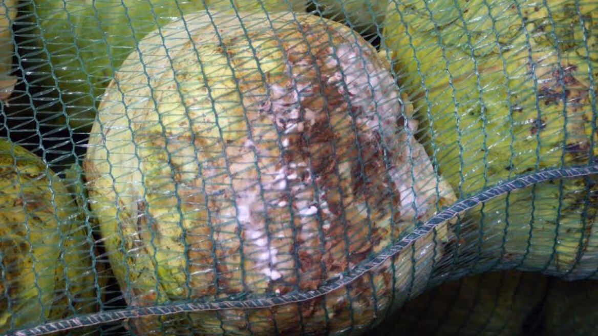 Θεσσαλονίκη: Έστειλαν στους άπορους σάπια τρόφιμα 