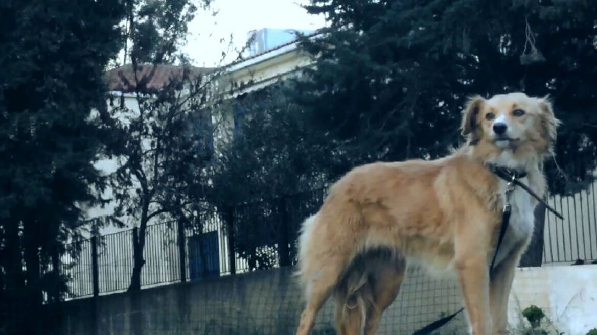 Η Foxie τριγυρνά μόνη στο δρόμο