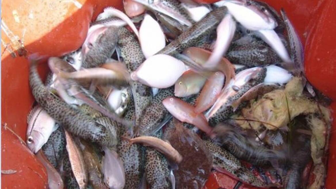 «Απειλή» για τους ψαράδες του Ιονίου ο λαγοκέφαλος 