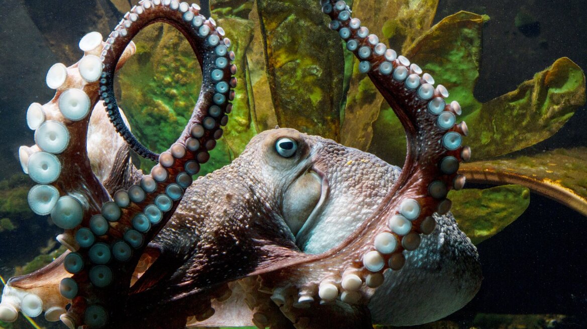 Νέα Ζηλανδία: «Η μεγάλη απόδραση» του Inky από το... ενυδρείο του!