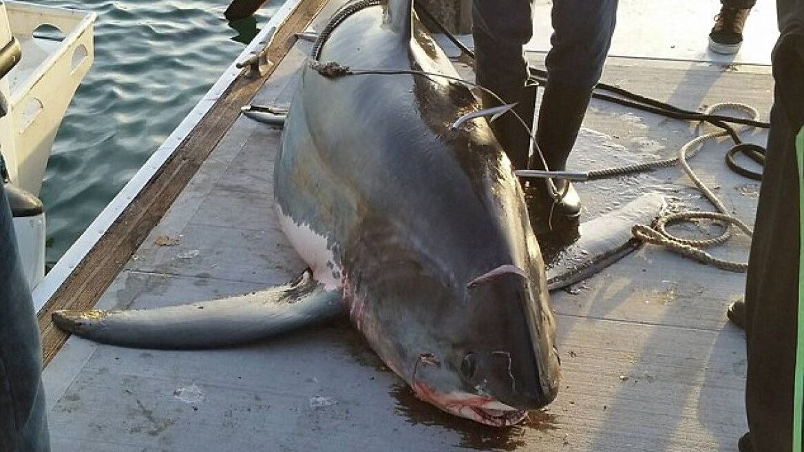Έπιασαν καρχαρία 6,5 μέτρων στην Καλιφόρνια