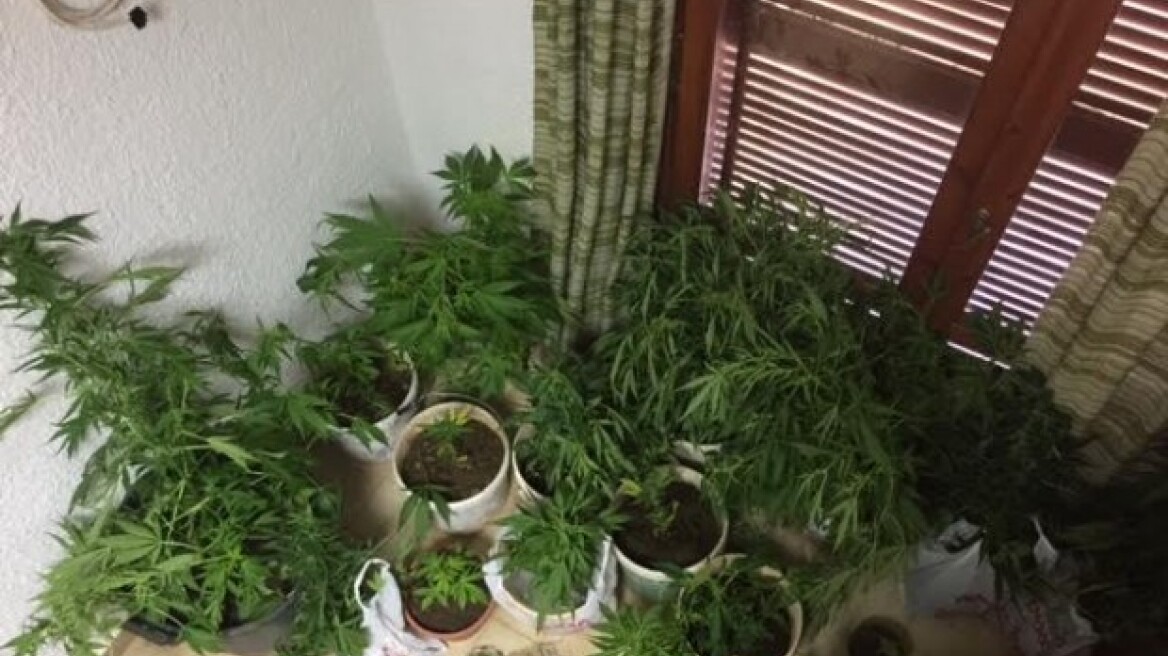 Θα έσπερνε χιλιάδες σπόρους κάνναβης στο Λασίθι