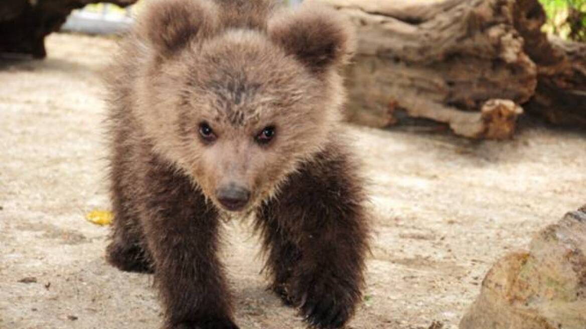 Καστοριά: Επιχείρηση επανασύνδεσης αρκούδας με το μικρό της 