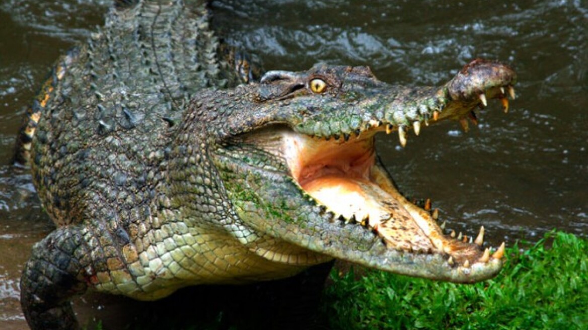 Οικογένεια φιλοξενεί ως κατοικίδιο έναν κροκόδειλο εδώ και 60 χρόνια