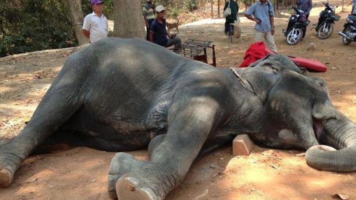 Καμπότζη: Κατέρρευσε ελέφαντας που μετέφερε τουρίστες στους 40C