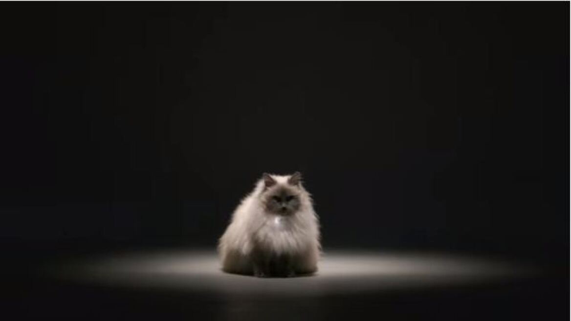 Βίντεο: Δείτε τον πρώτο «μεταφραστή» για... γάτες!