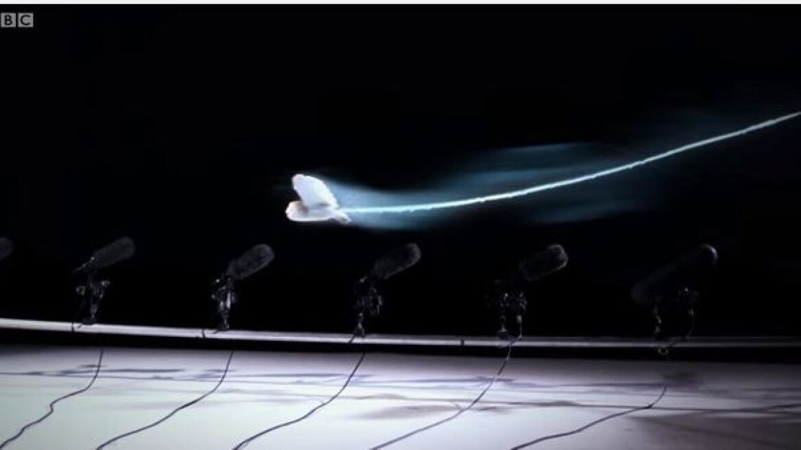 Μοναδικό βίντεο: Ακούστε για πρώτη φορά τον ήχο που κάνουν τα πουλιά όταν πετούν