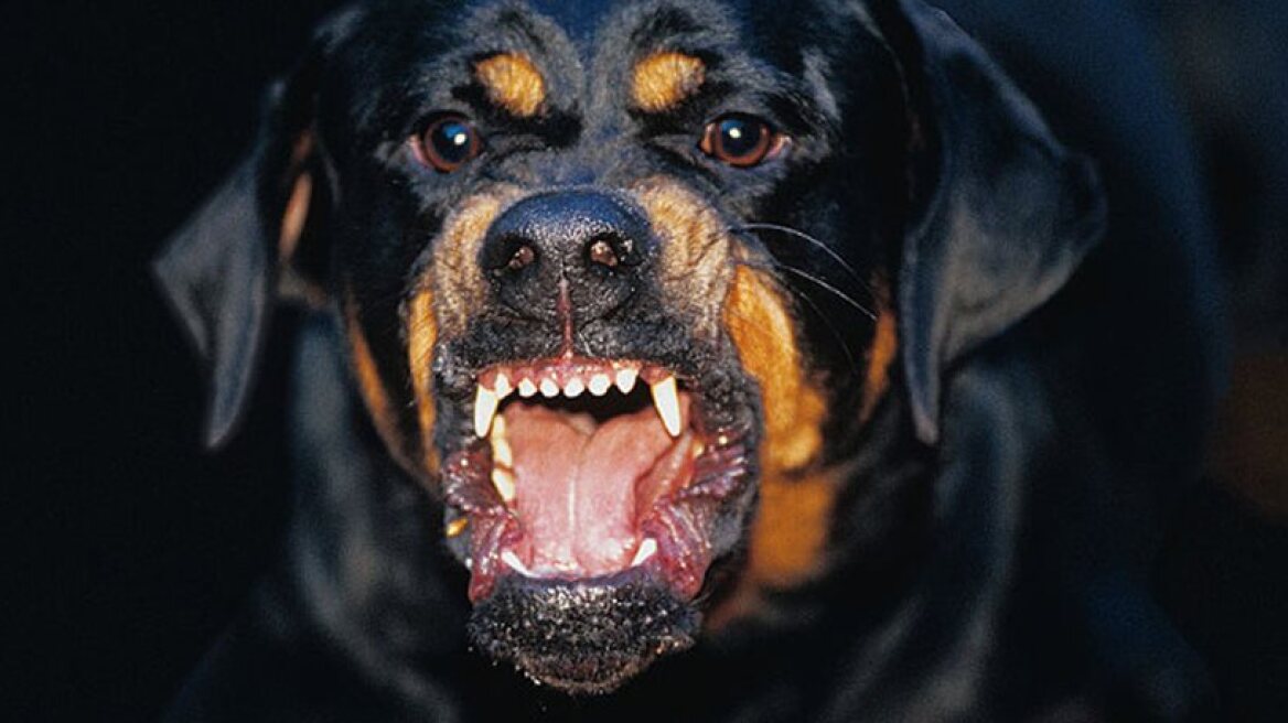 Tragedy: Dogs kill 5-year old boy