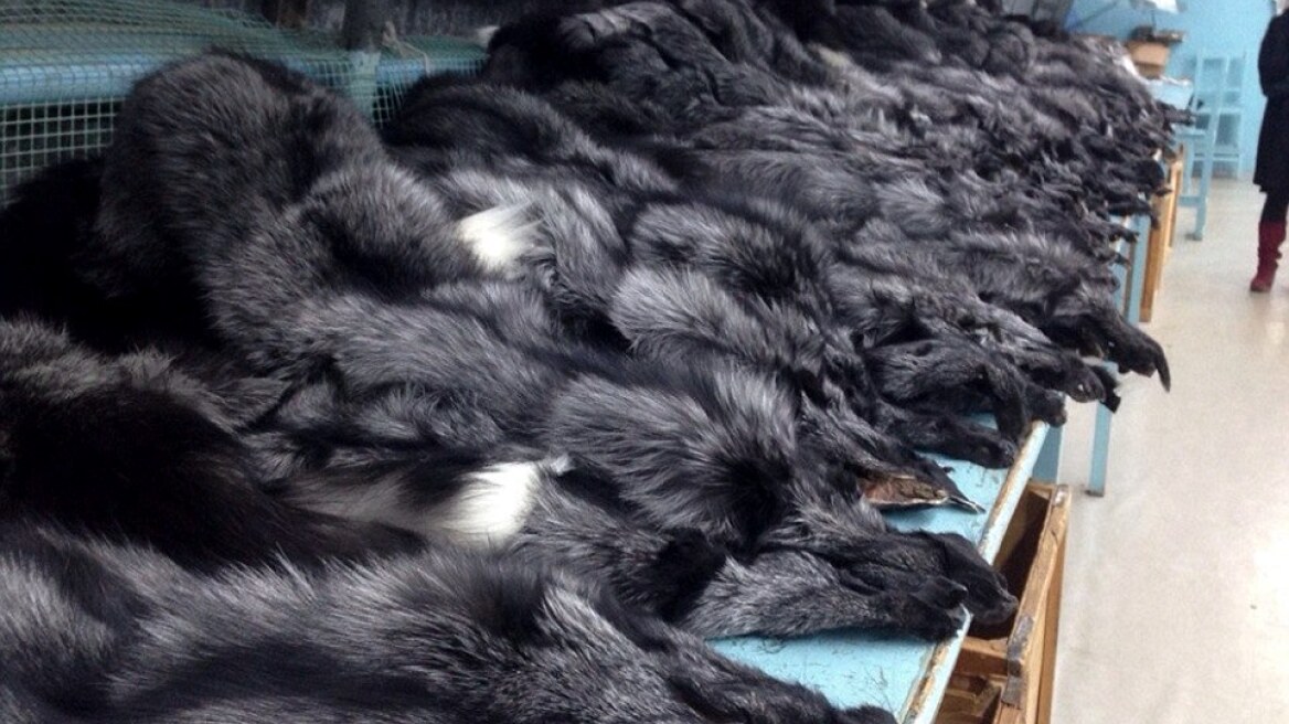 Κτηνωδία: Δείτε πώς φτιάχνουν τις πανάκριβες γούνες μινκ στη Σιβηρία