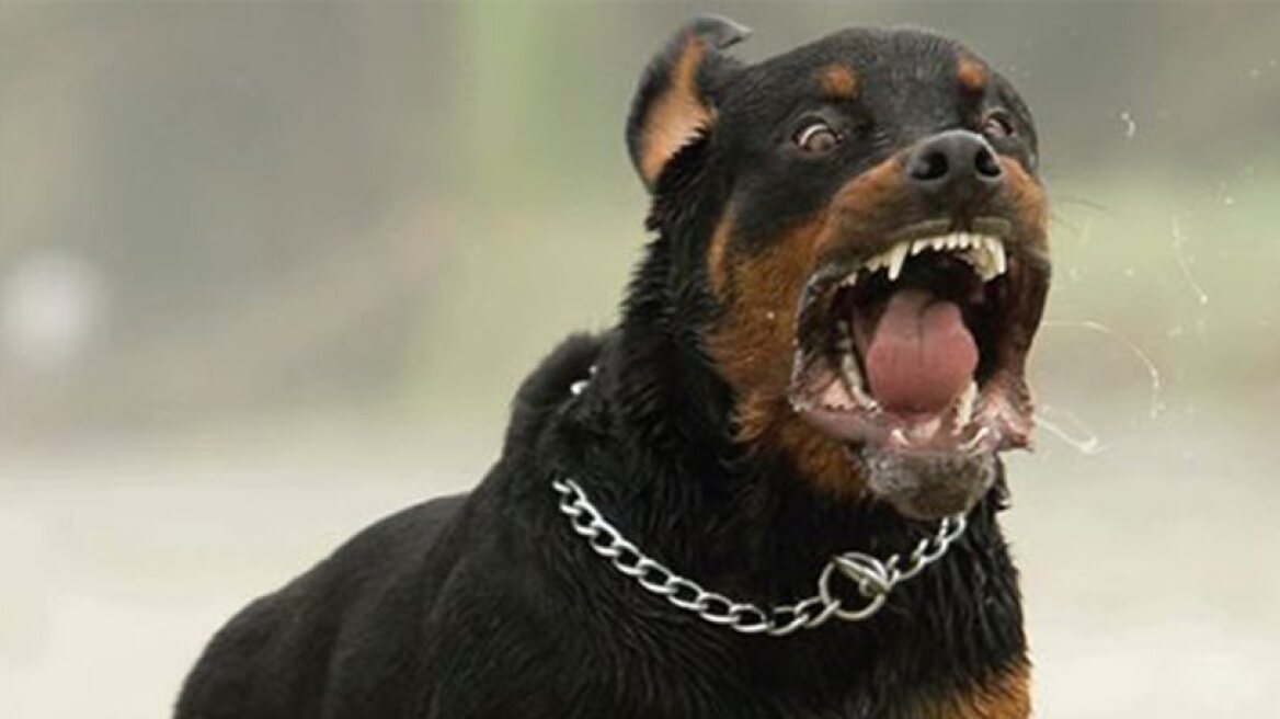 «Είμαι συντετριμμένος», λέει ο ιδιοκτήτης των ροτβάιλερ που επιτέθηκαν στον 5χρονο 