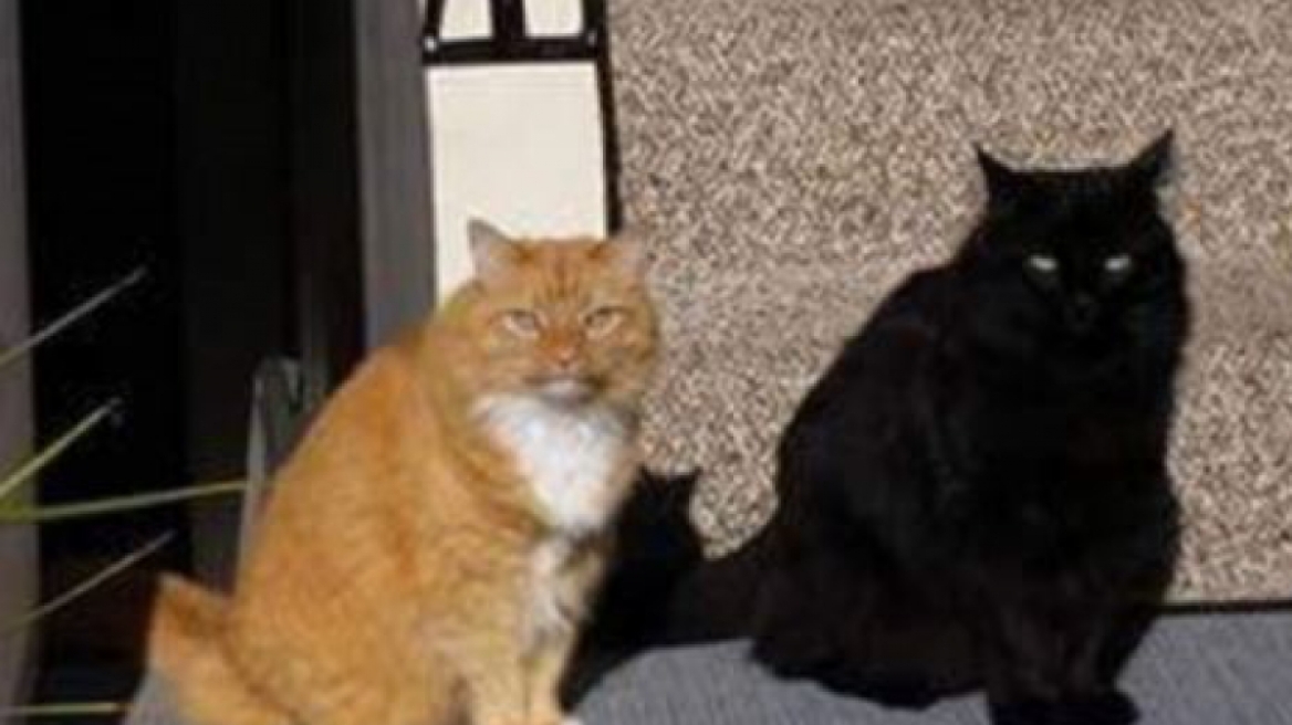  Πόσες γάτες βλέπετε - Η οφθαλμαπάτη που "έριξε" το ίντερνετ