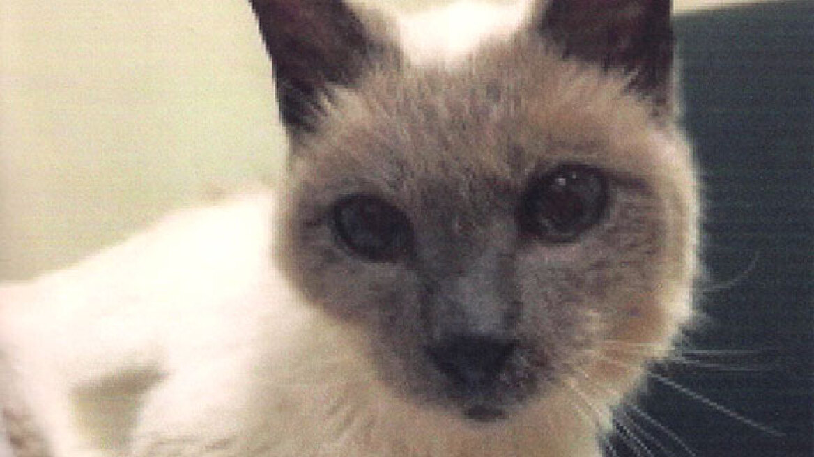 A Siamese from Texas is the oldest living cat