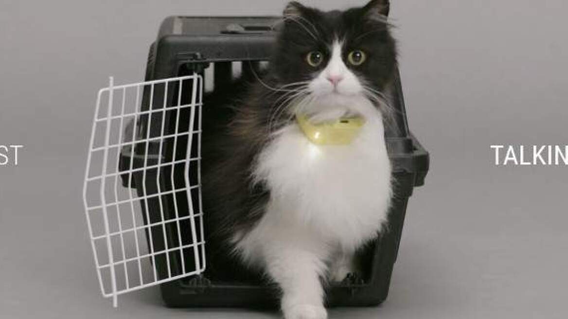 Cats can talk with new collar! (video)