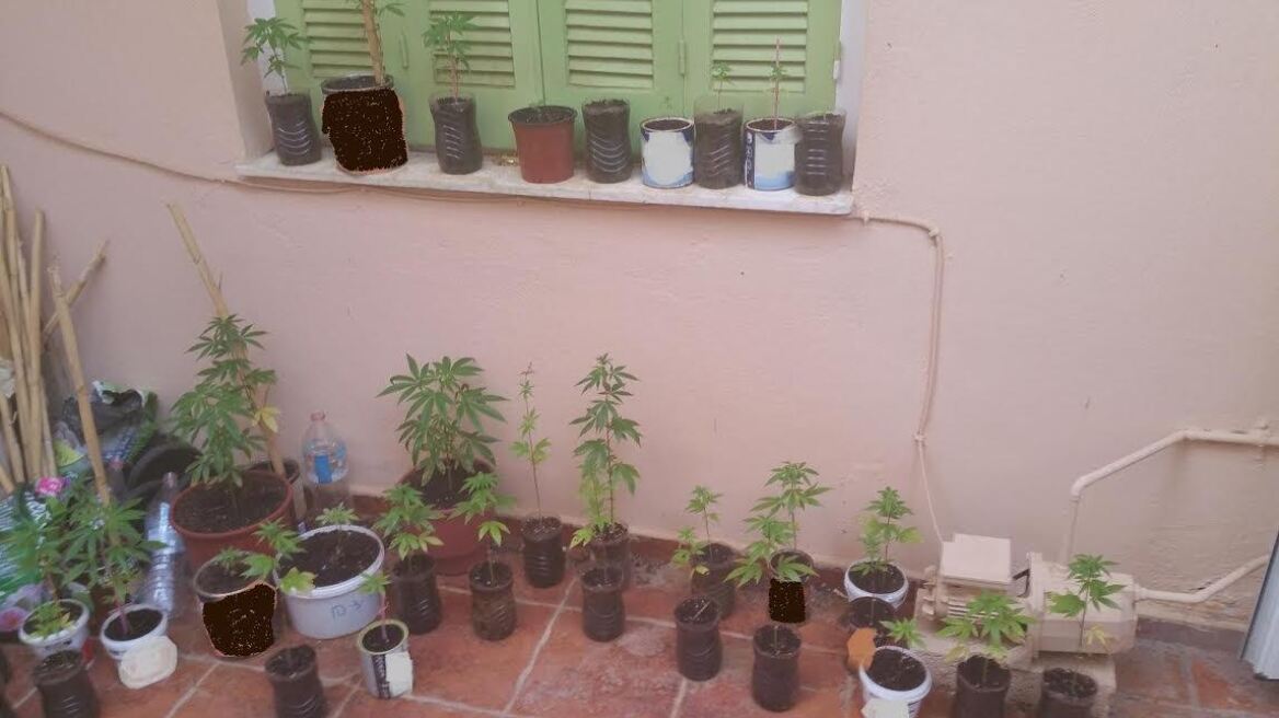 Ηράκλειο: Είχε στον κήπο του χασισοφυτεία με 100 δενδρύλλια 