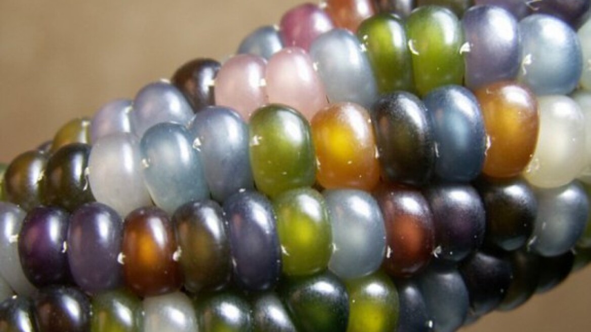 Πολύχρωμο καλαμπόκι σαν «γυάλινο κόσμημα»