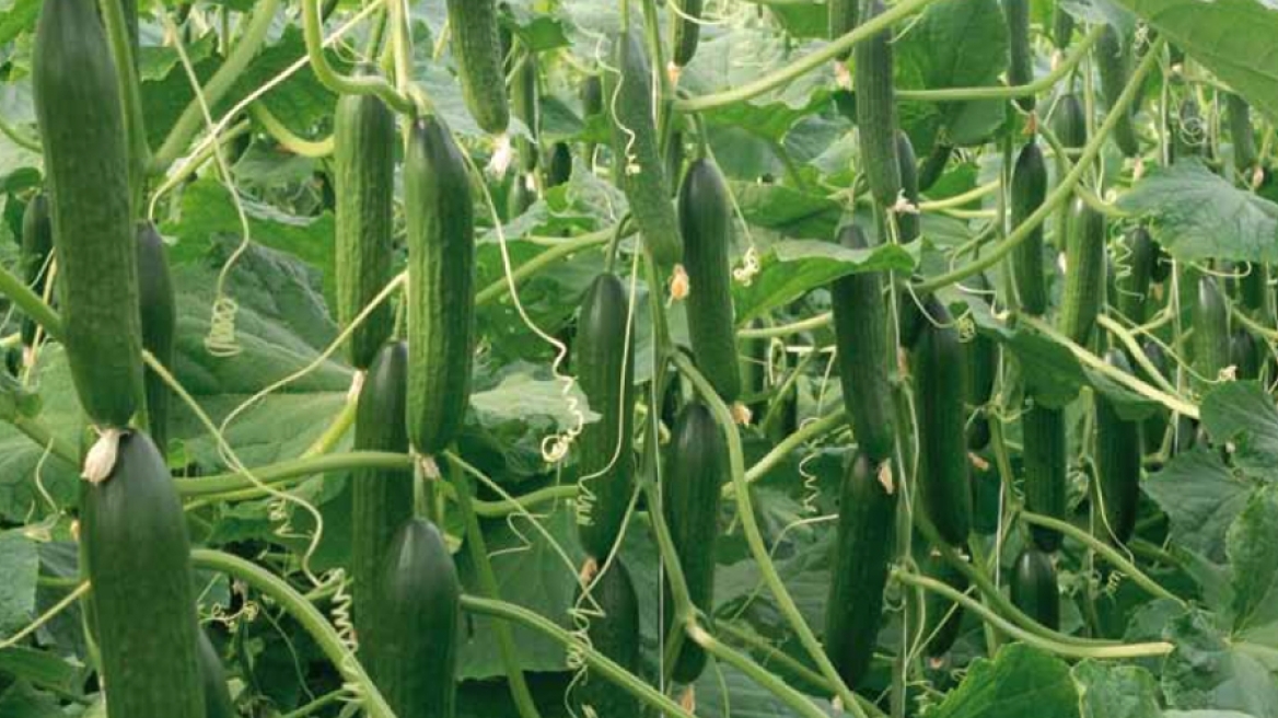 Γιατί ο γιος του Αμπράμοβιτς επενδύει στα αγγούρια