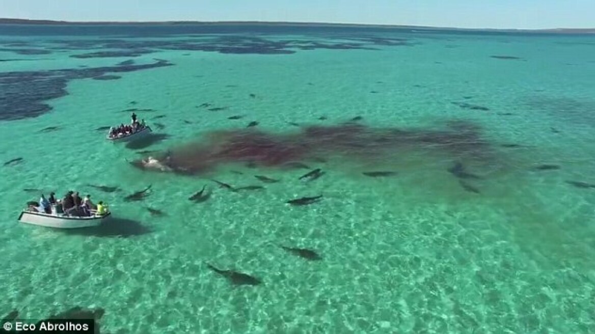 Amazing video shows 70 tiger sharks tearing apart a whale