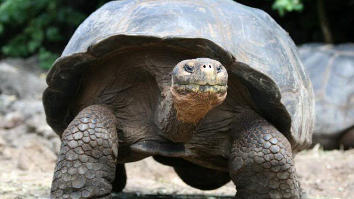 Αυτά είναι τα 10 σημαντικότερα νέα είδη που ανακαλύφθηκαν στη Γη το 2016