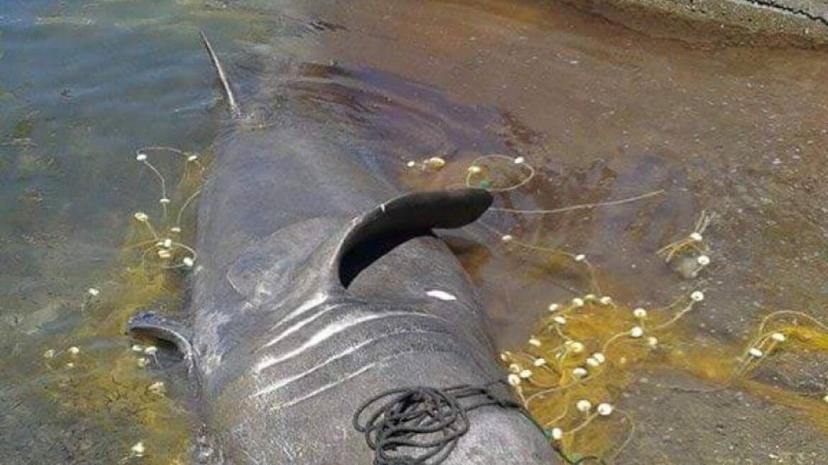 Φωτογραφία: Έπιασαν καρχαρία 7,5 μέτρων στη Λέσβο! 