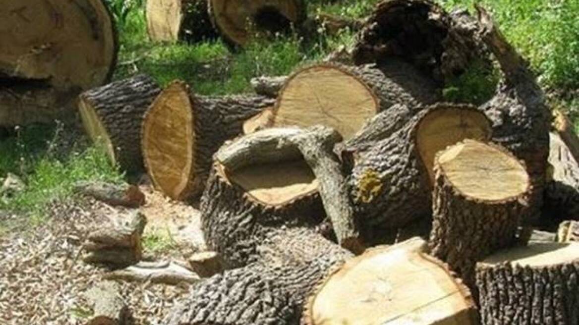 Λαθροϋλοτόμοι έκοψαν μισό τόνο ξύλα στη Φλώρινα