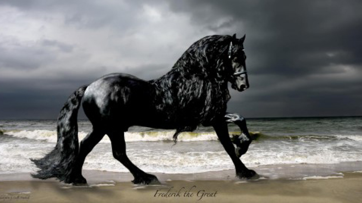 Is this the most beautiful horse in the world? (photos+video)