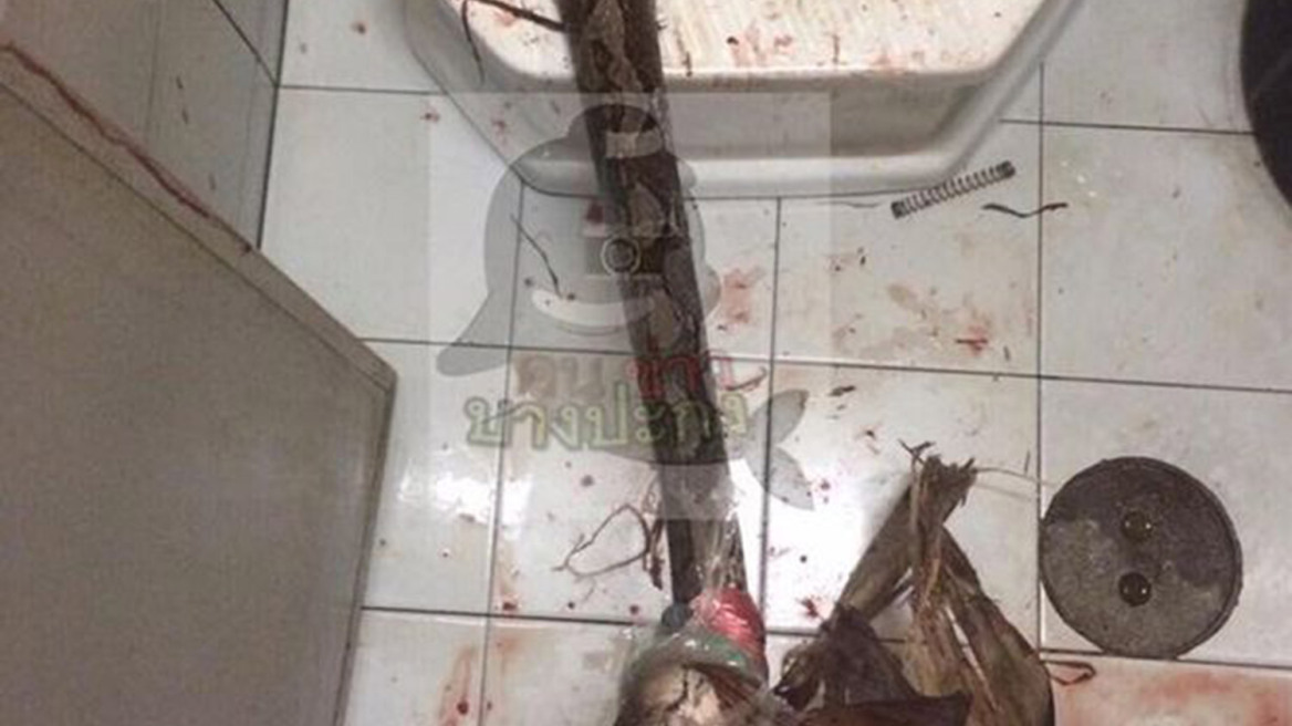 Python bites man on the penis while he’s on the toilet (warning: graphic content)