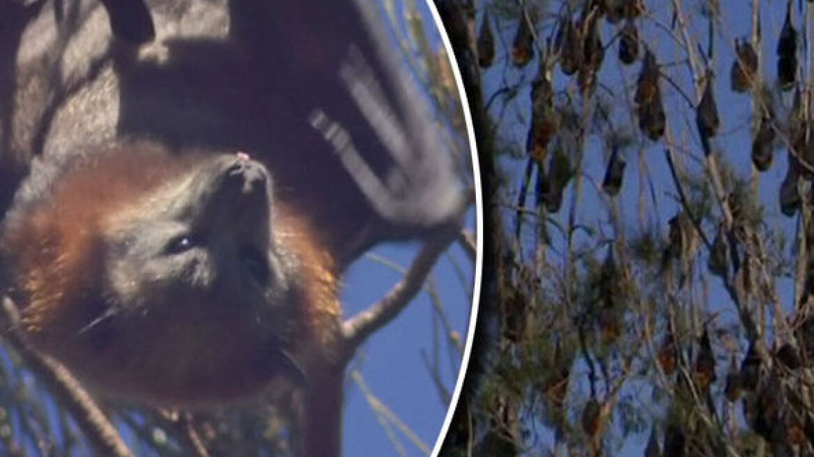 Αυστραλία: 100.000 «ιπτάμενες αλεπούδες»... κατέλαβαν μικρή πόλη