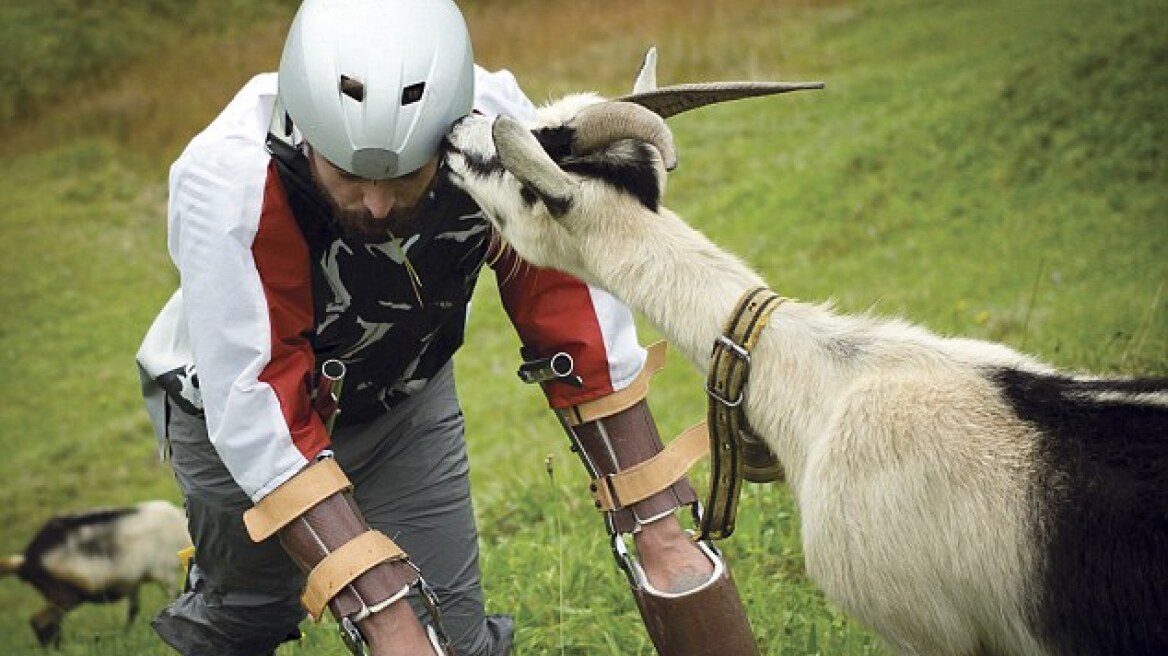 Amazing story: A man becomes a goat in Switzerland to reduce stress (pics)
