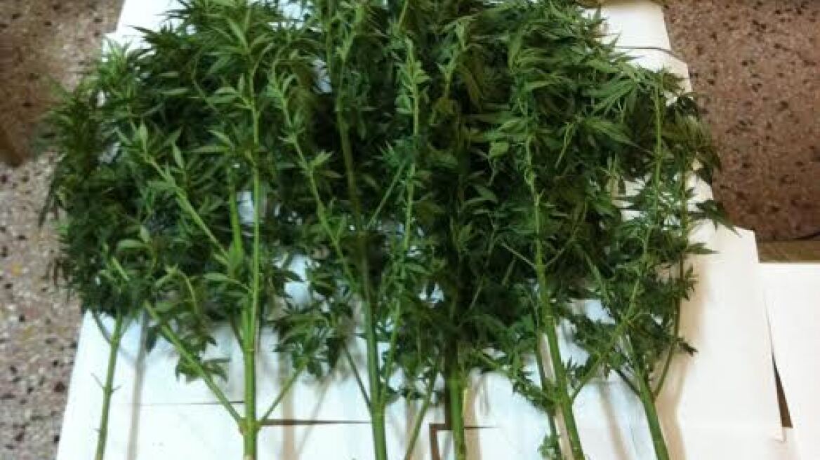 Βρήκαν χασισόδεντρα και λαθραίο καπνό στην Ιεράπετρα 