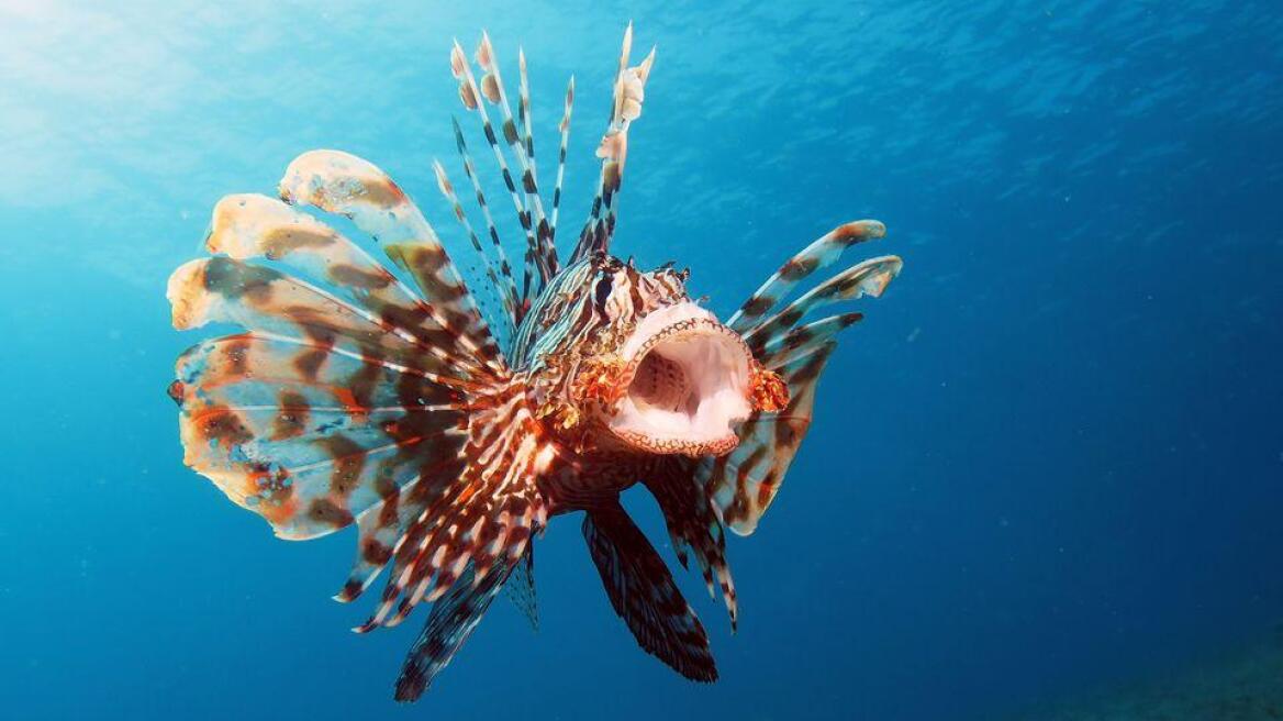 Lionfish invades Greek sea waters again