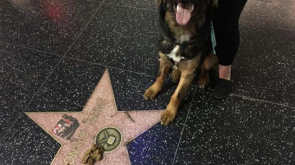 Ντόναλντ Τραμπ: Τα σκυλιά τον ψηφίζουν για την «ανάγκη» τους